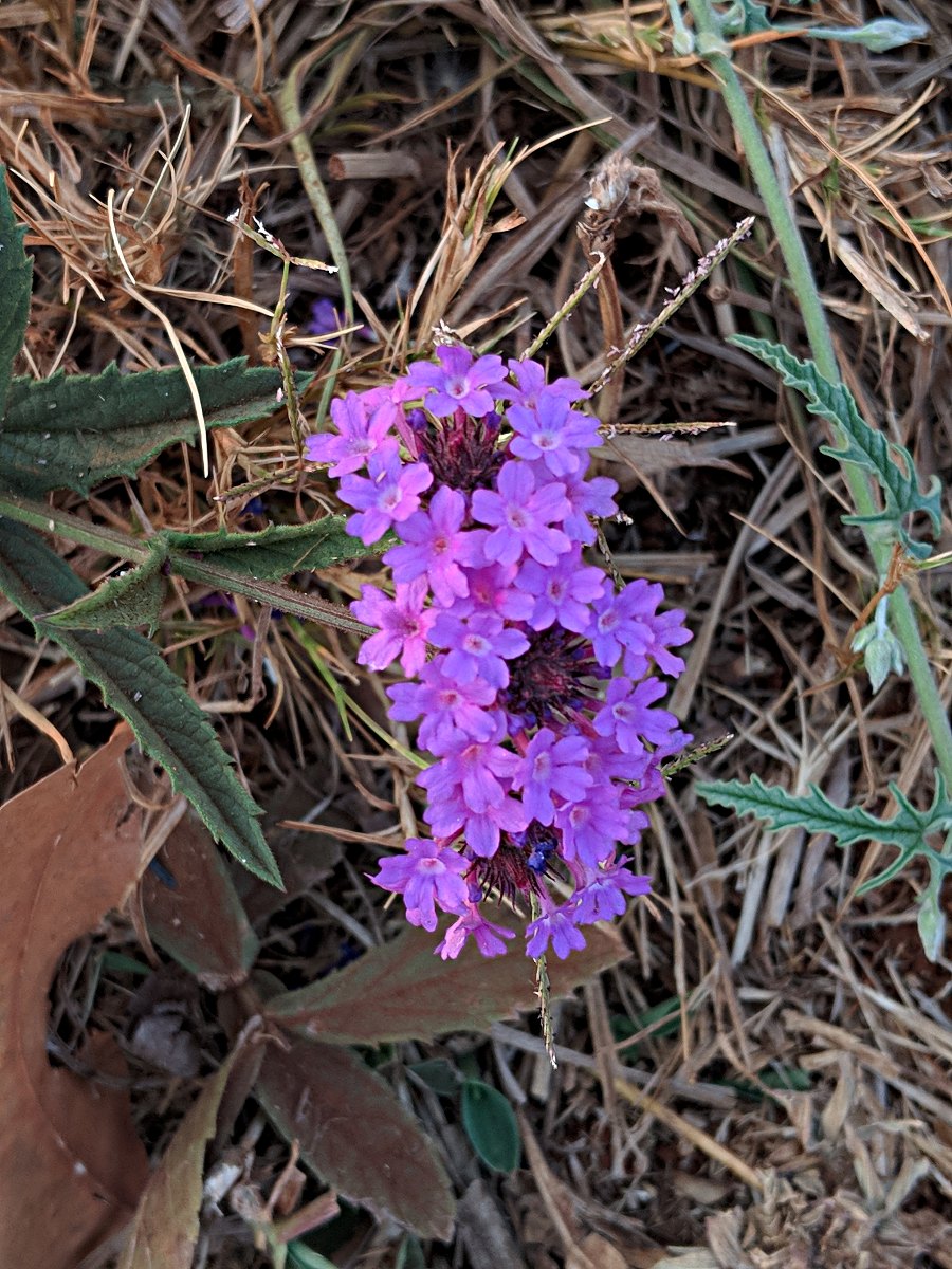Verbena rigida Verbena rigida