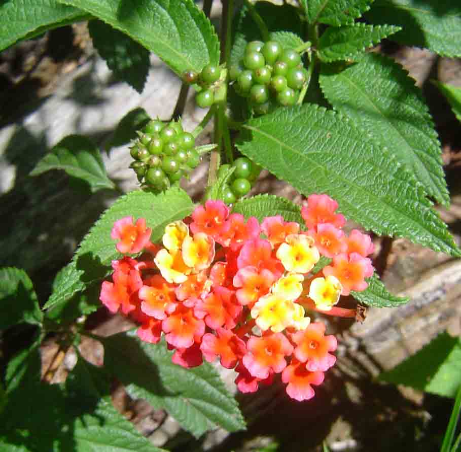 Lantana camara