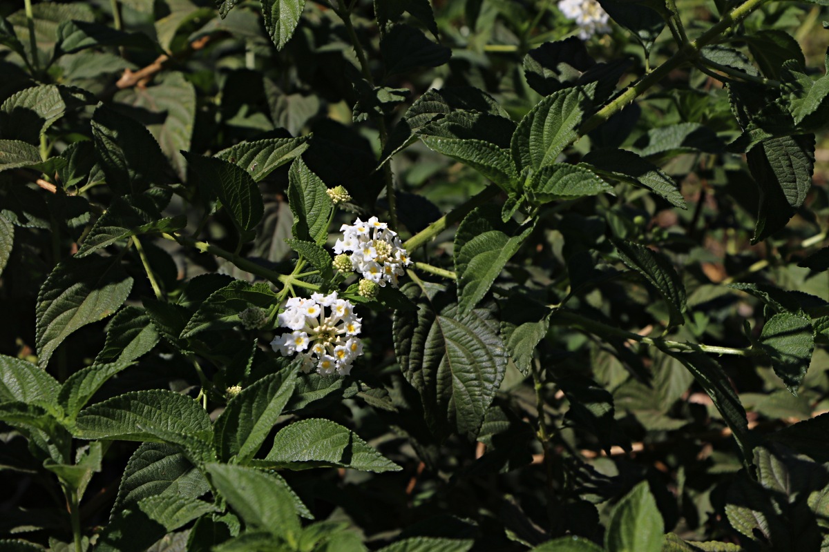Lantana camara Lantana camara