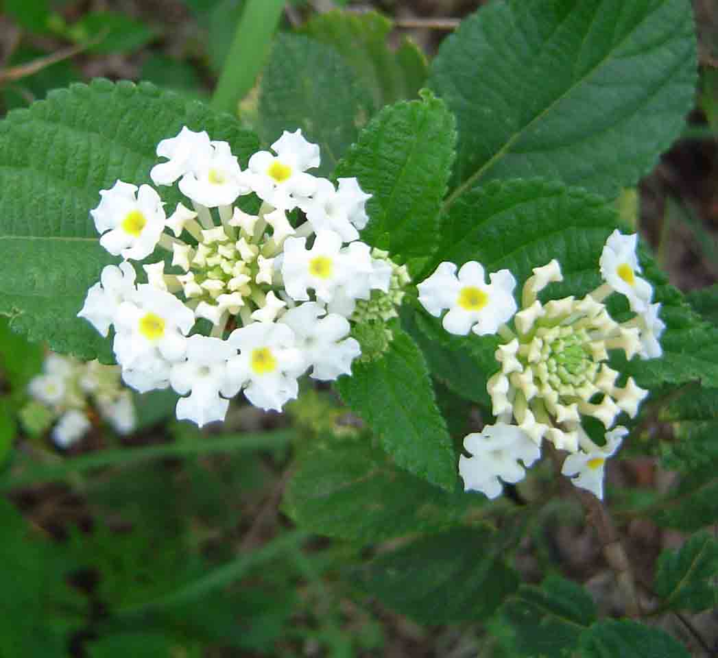 Lantana camara