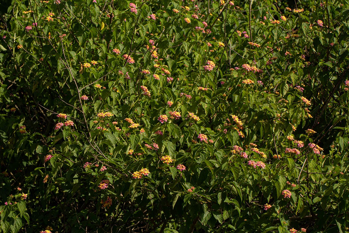 Lantana camara Lantana camara