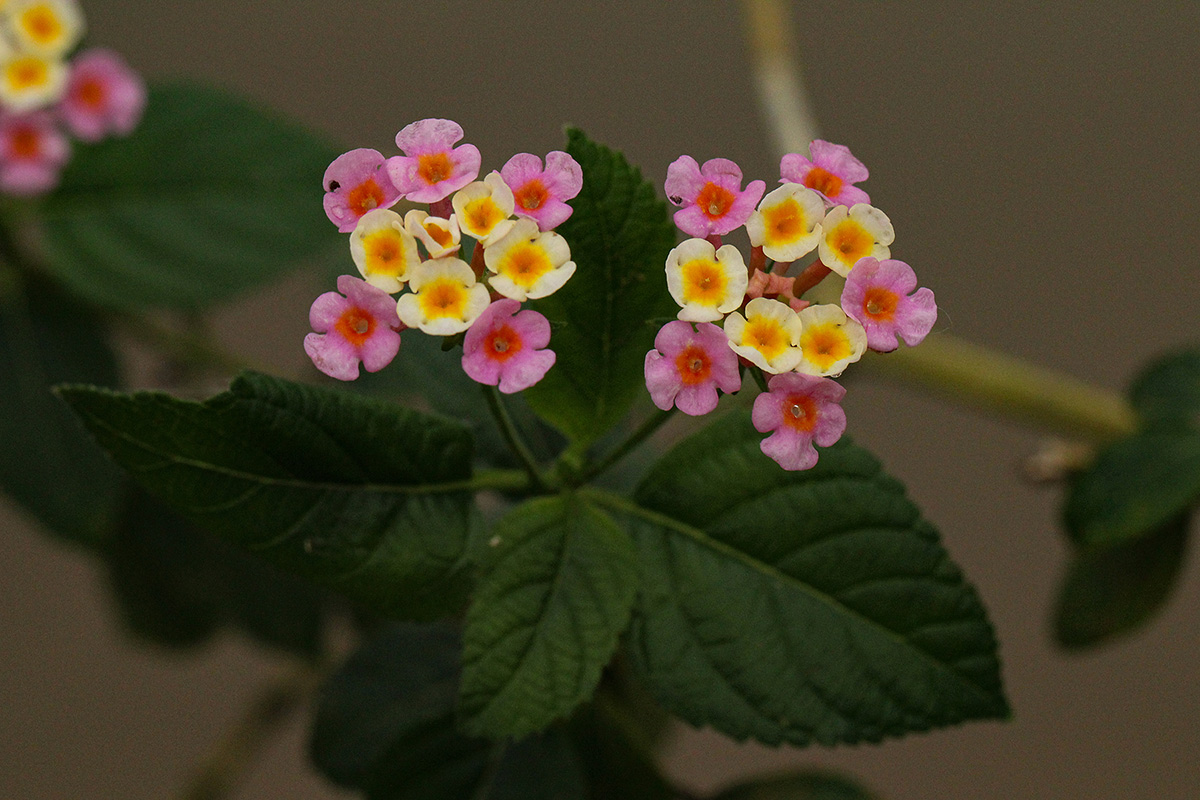 Lantana camara Lantana camara