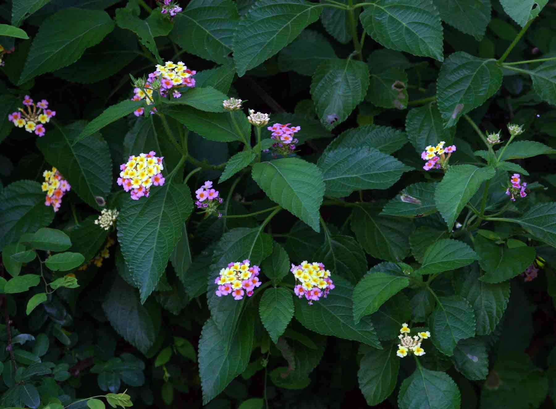 Lantana camara