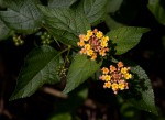 Lantana camara