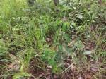 Lantana ukambensis subsp. ukambensis