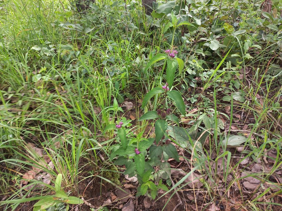 Lantana ukambensis subsp. ukambensis Lantana ukambensis subsp. ukambensis