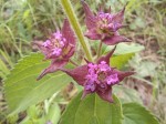 Lantana ukambensis subsp. ukambensis