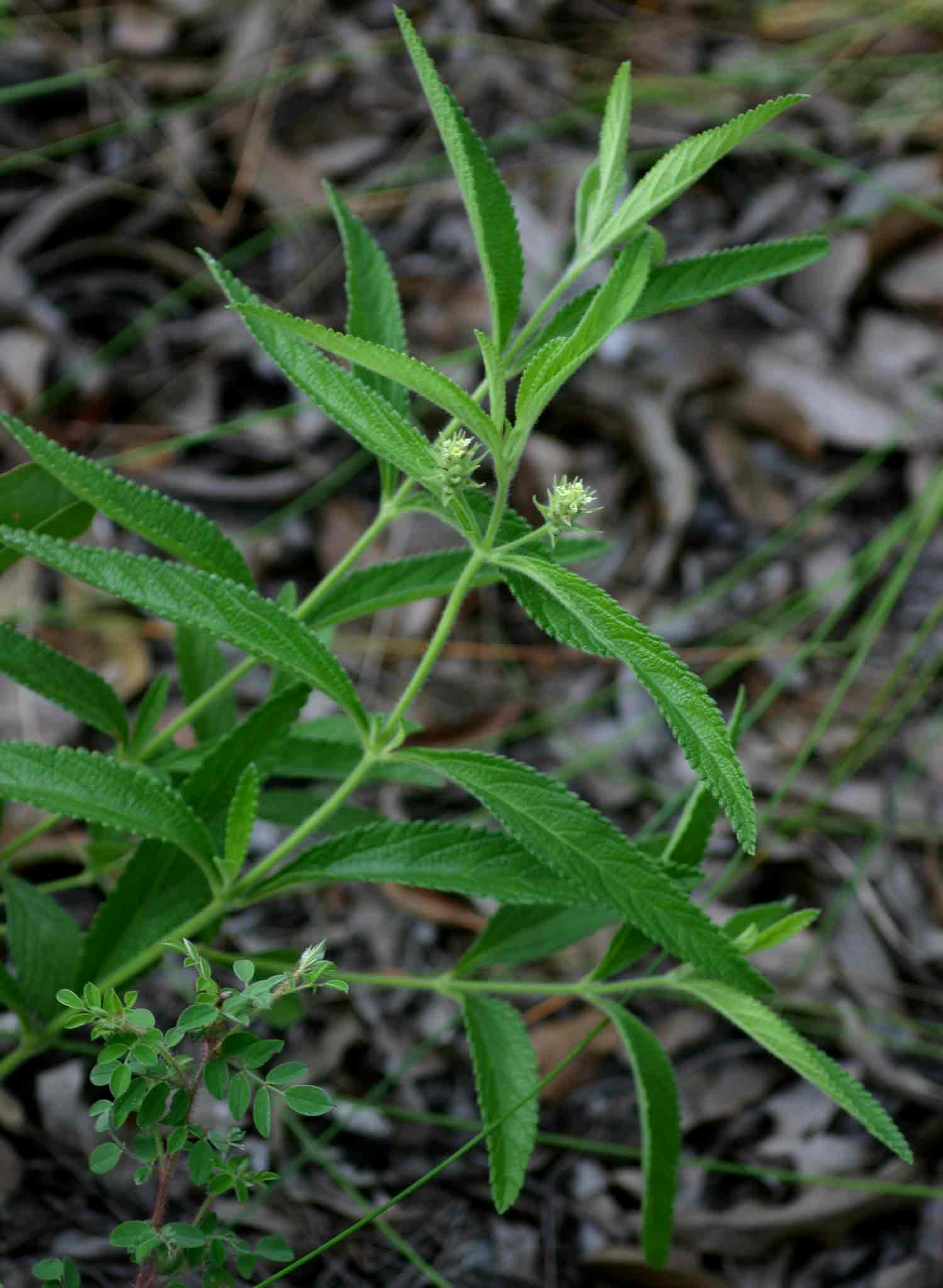 Lippia woodii Lippia woodii