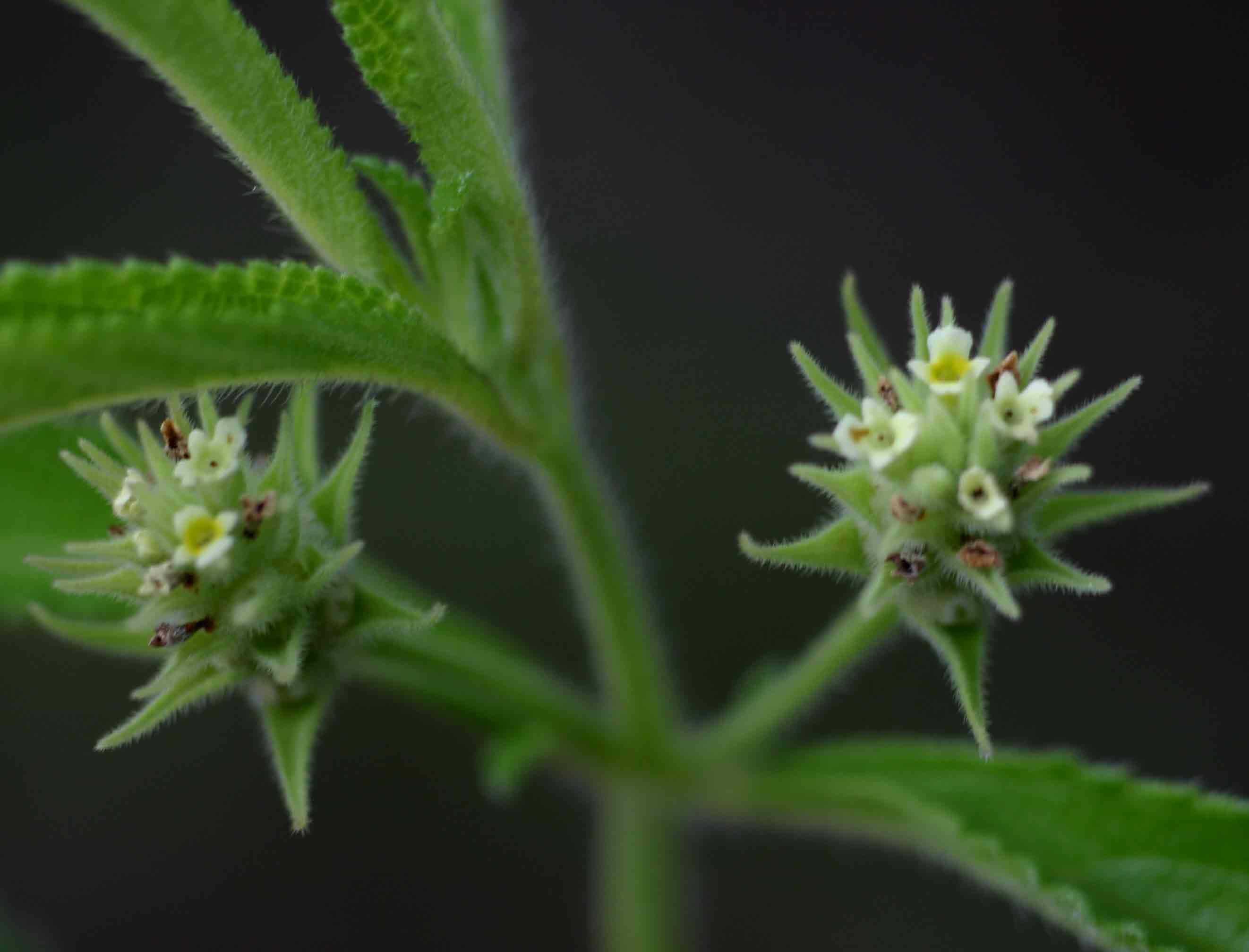 Lippia woodii Lippia woodii