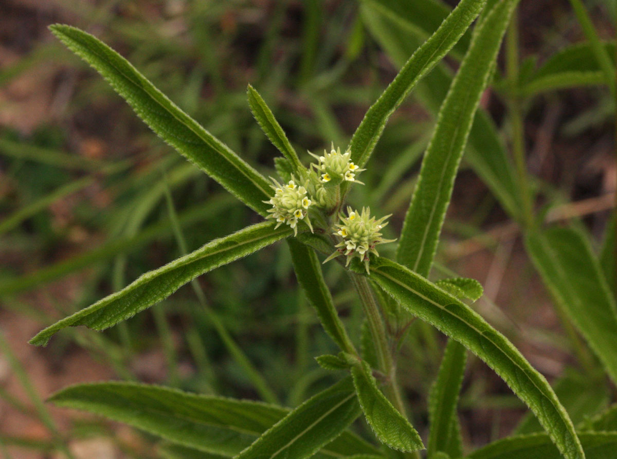 Lippia woodii Lippia woodii