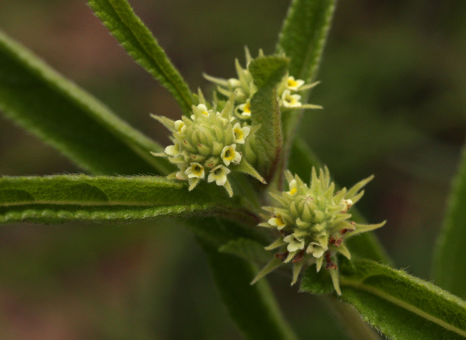 Lippia woodii Lippia woodii