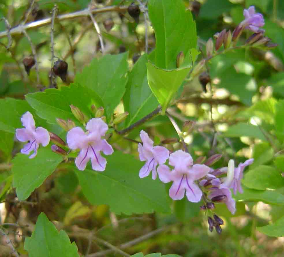 Duranta erecta Duranta erecta