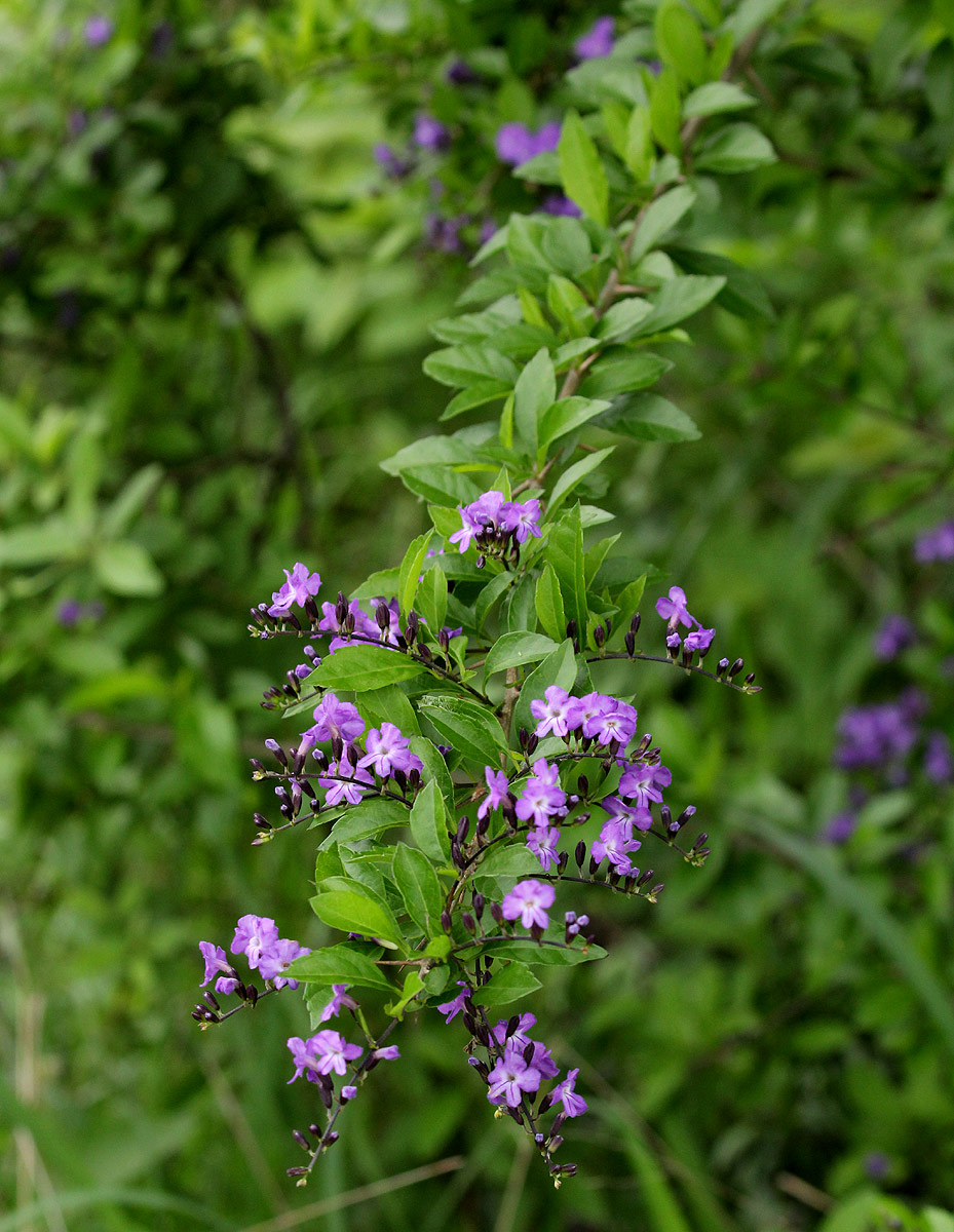 Duranta erecta Duranta erecta