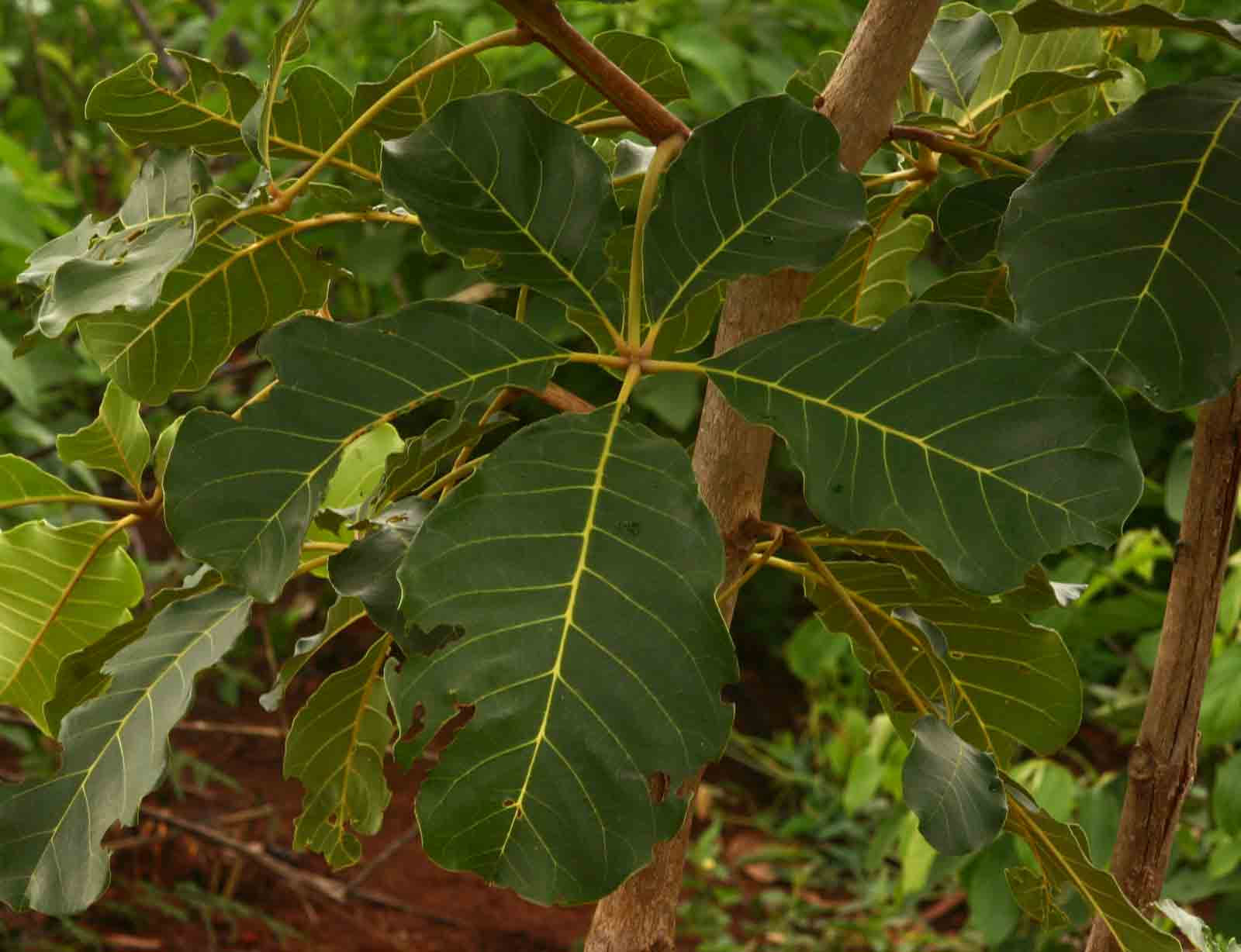 Vitex doniana Vitex doniana
