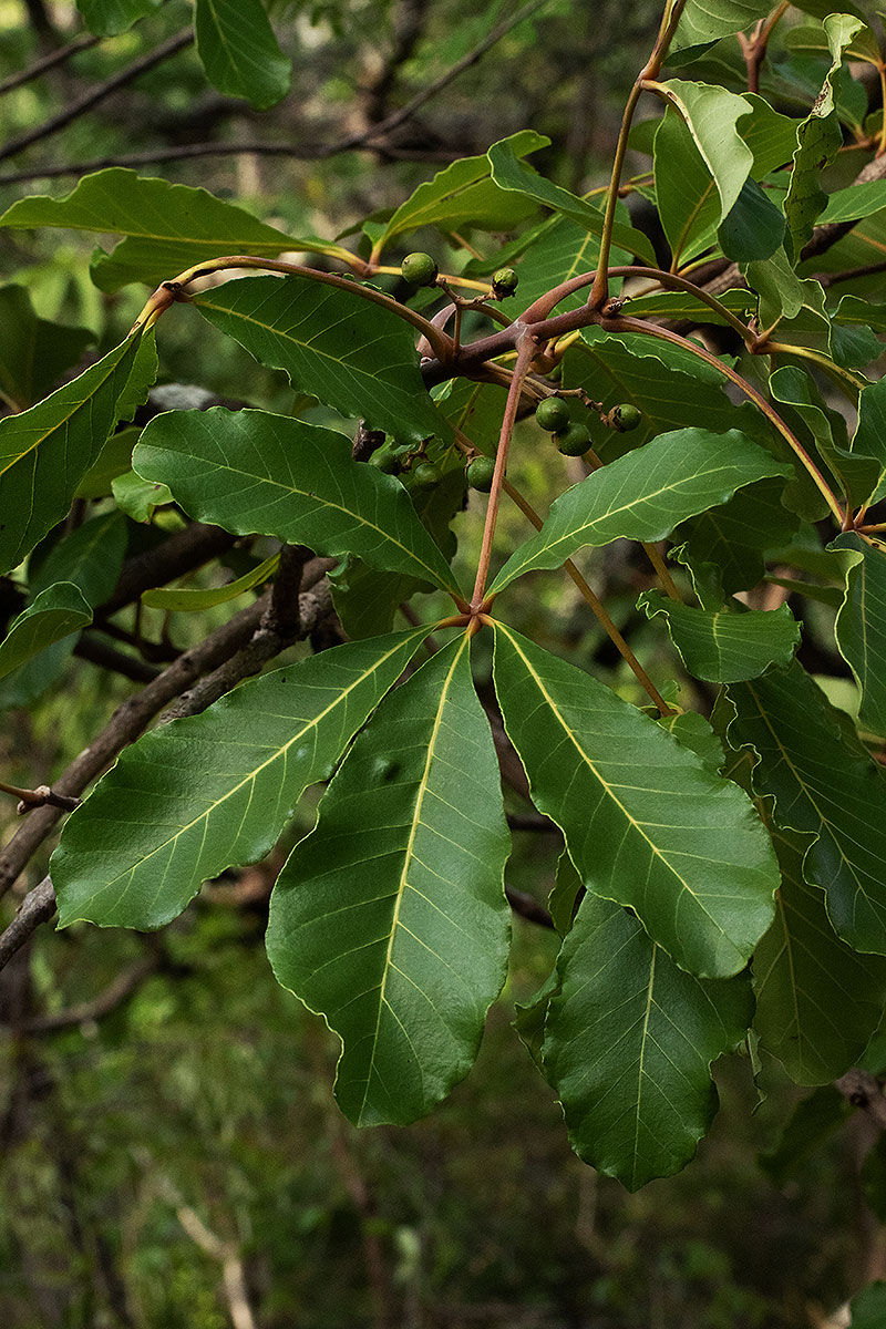 Vitex doniana Vitex doniana