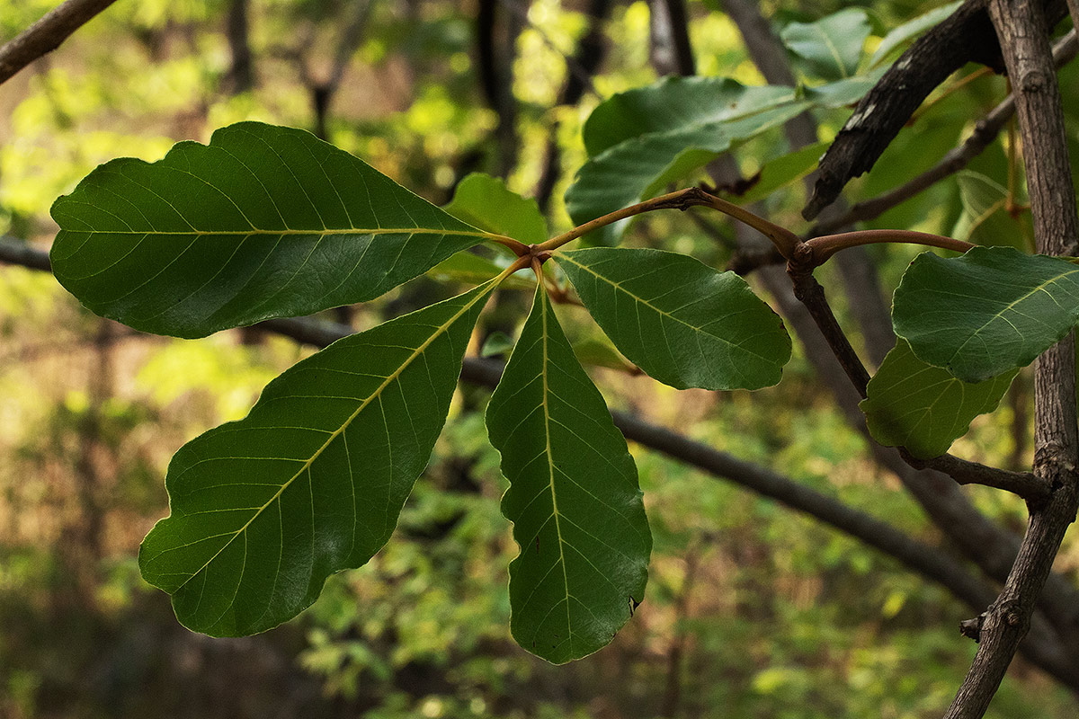 Vitex doniana Vitex doniana