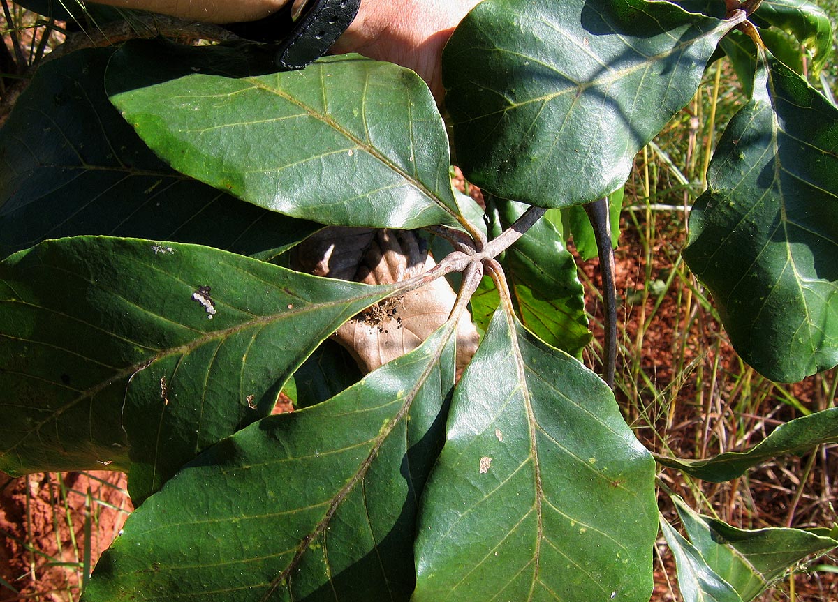 Vitex doniana Vitex doniana