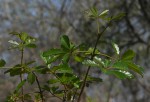 Vitex doniana