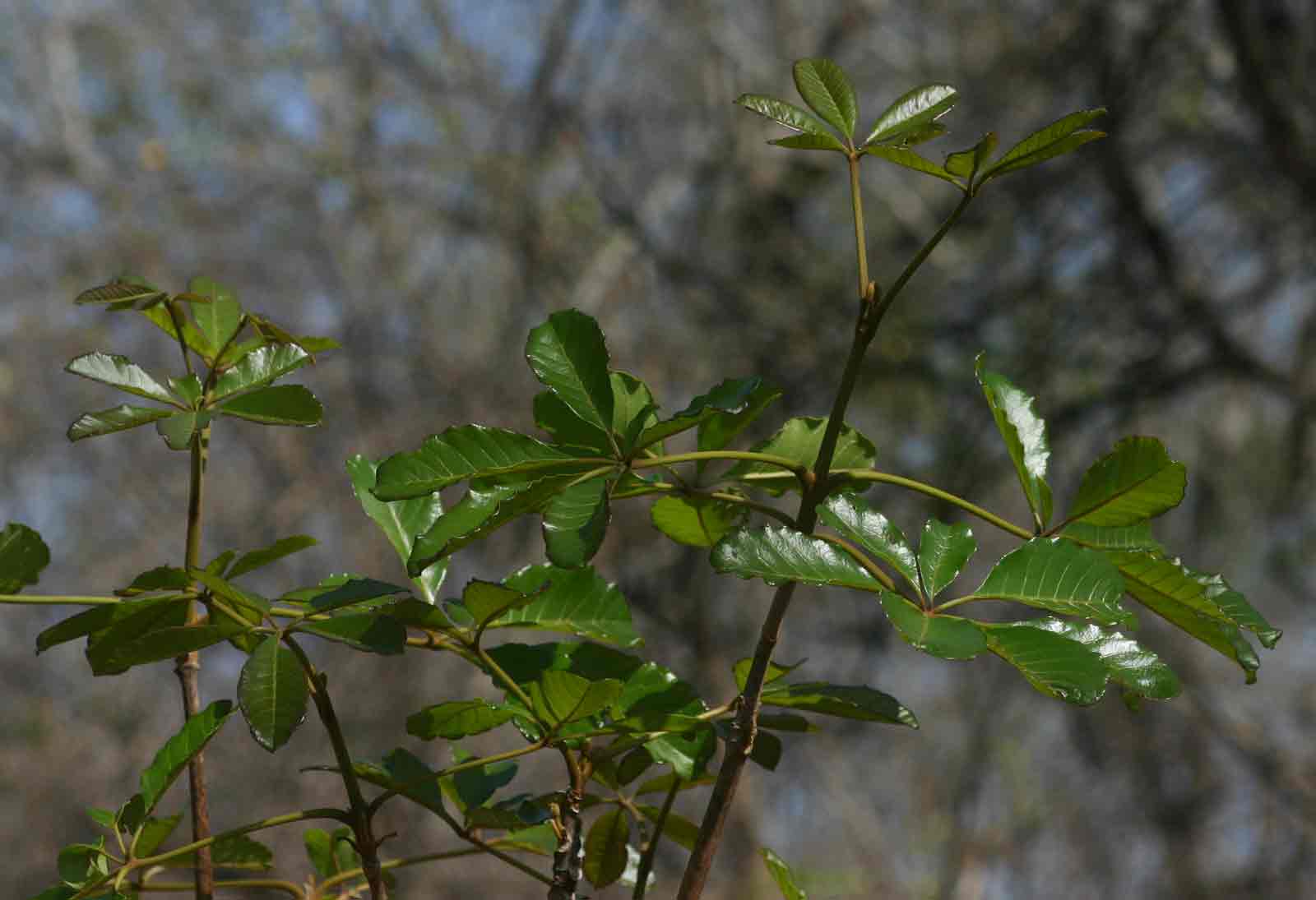 Vitex doniana Vitex doniana