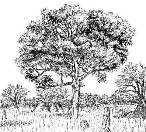 Vitex doniana Vitex doniana