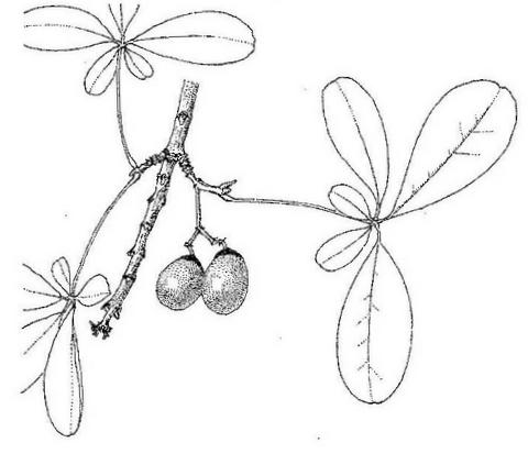 Vitex doniana Vitex doniana