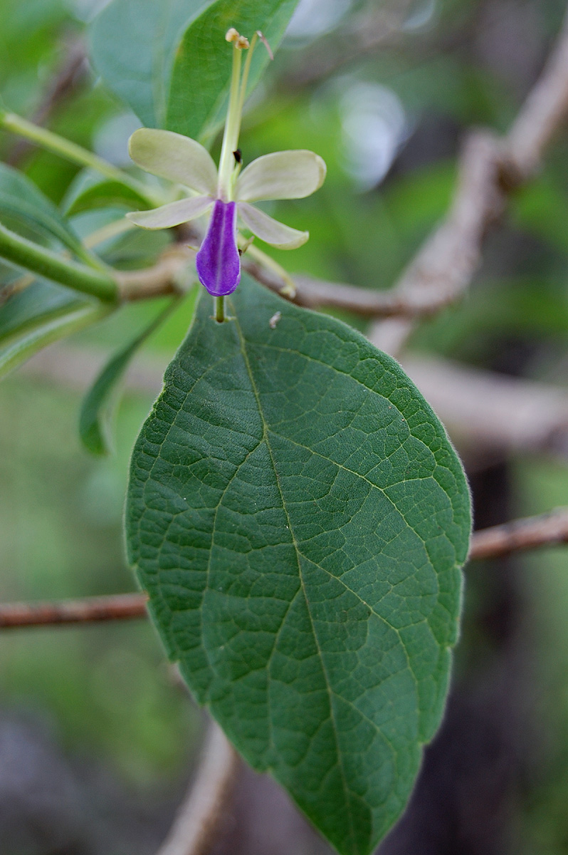 Rotheca myricoides Rotheca myricoides