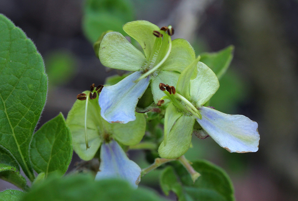 Rotheca myricoides Rotheca myricoides