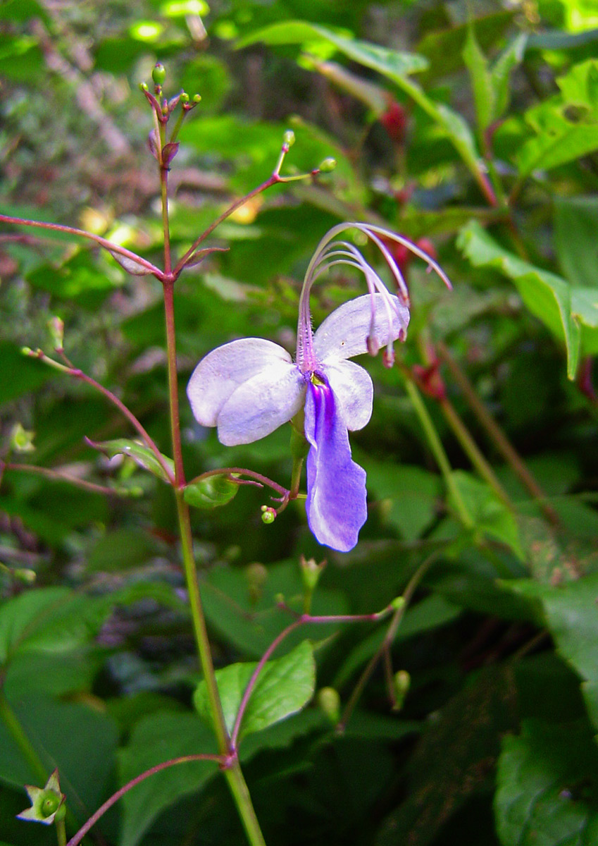 Rotheca myricoides Rotheca myricoides