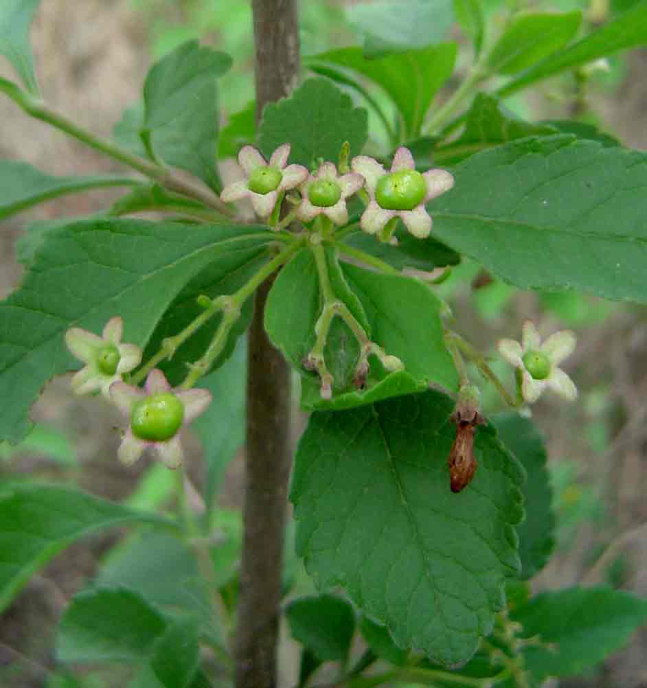 Rotheca myricoides Rotheca myricoides