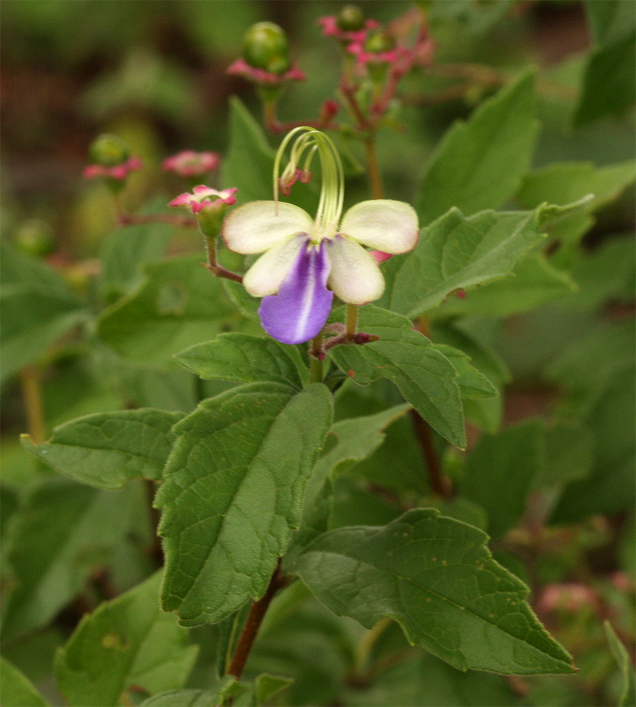 Rotheca myricoides Rotheca myricoides