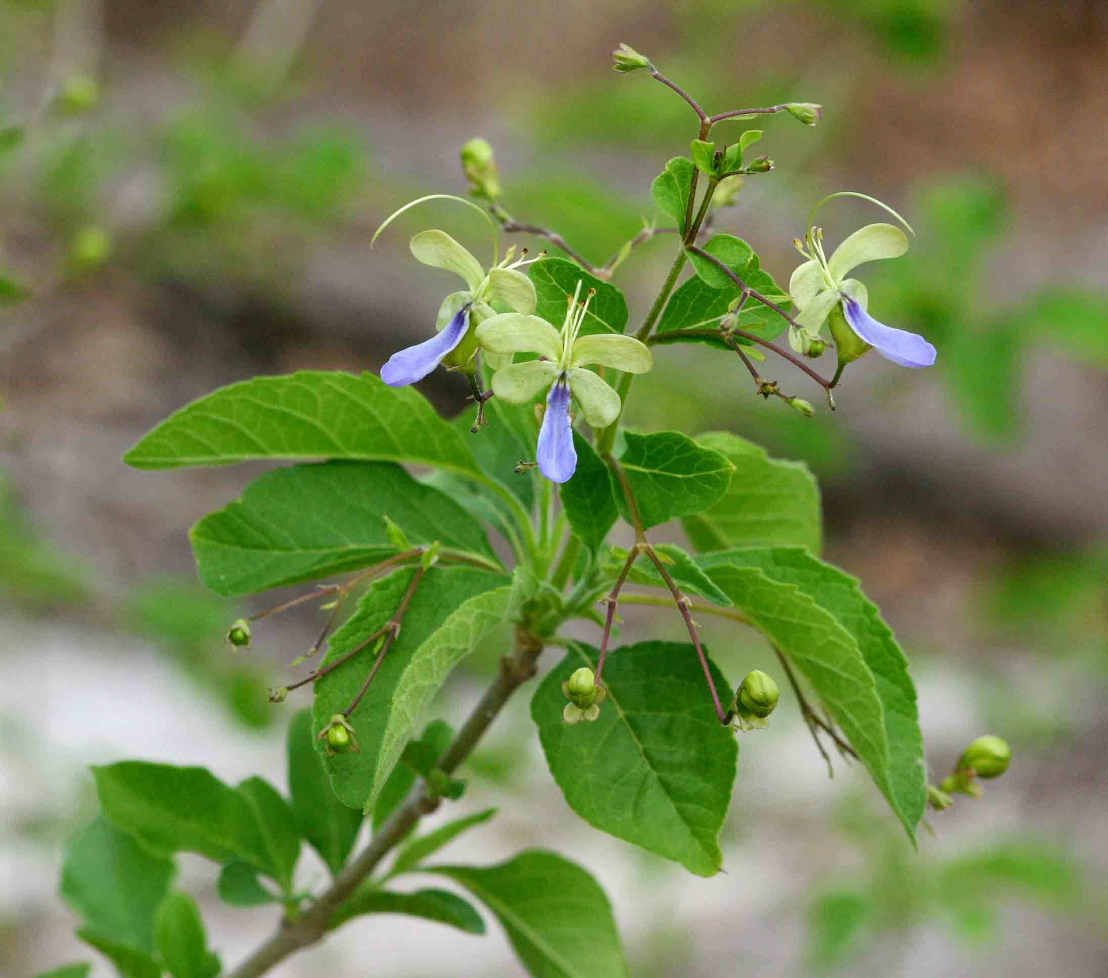 Rotheca myricoides Rotheca myricoides