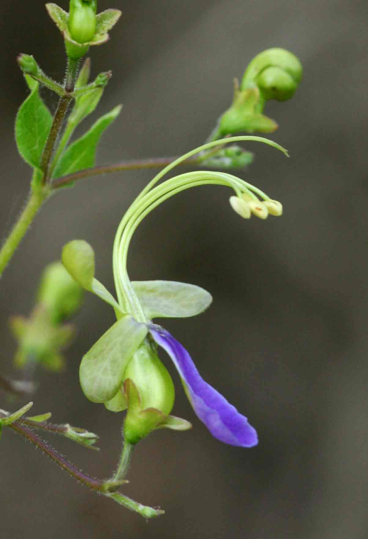 Rotheca myricoides Rotheca myricoides