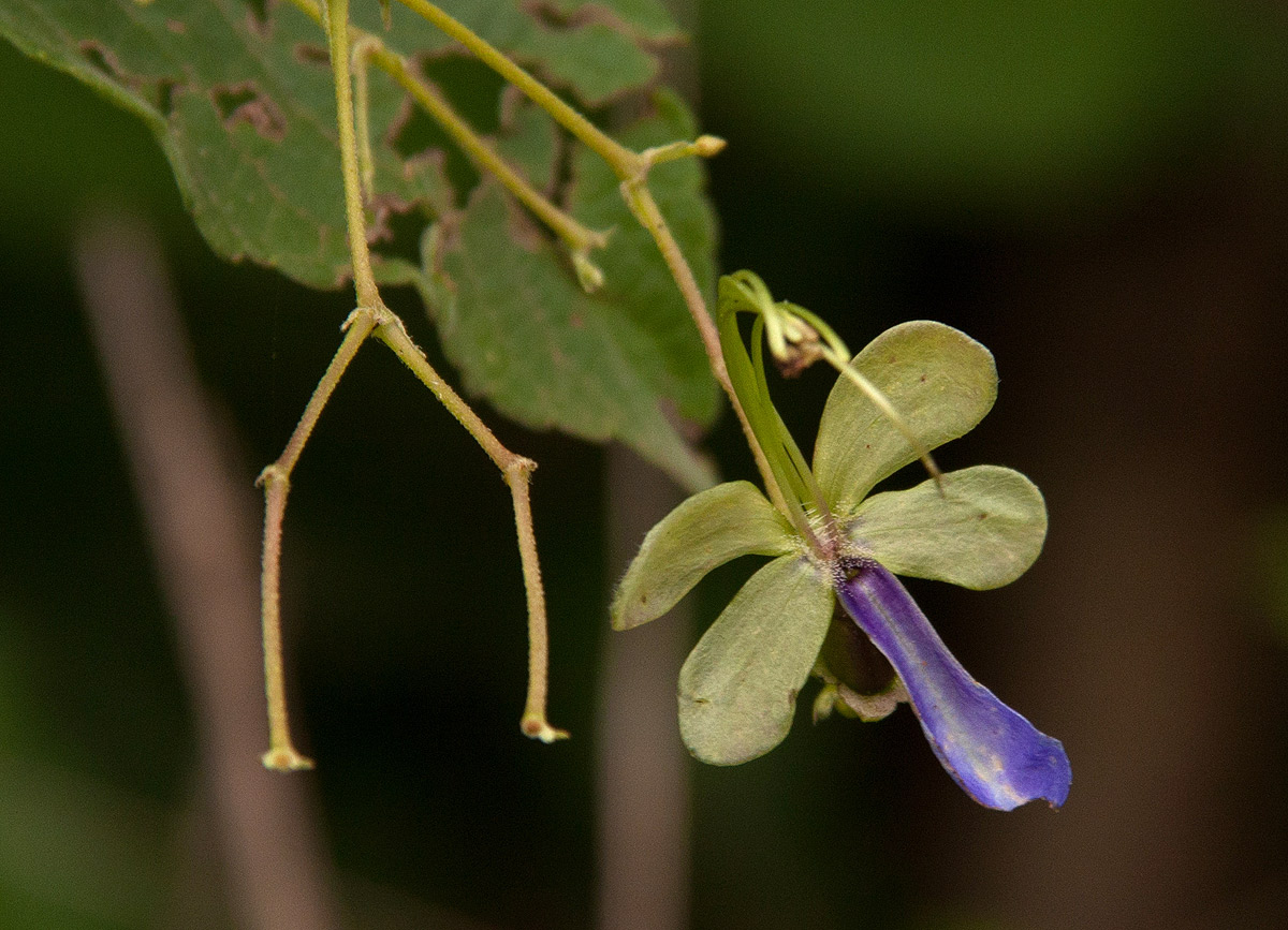 Rotheca myricoides Rotheca myricoides