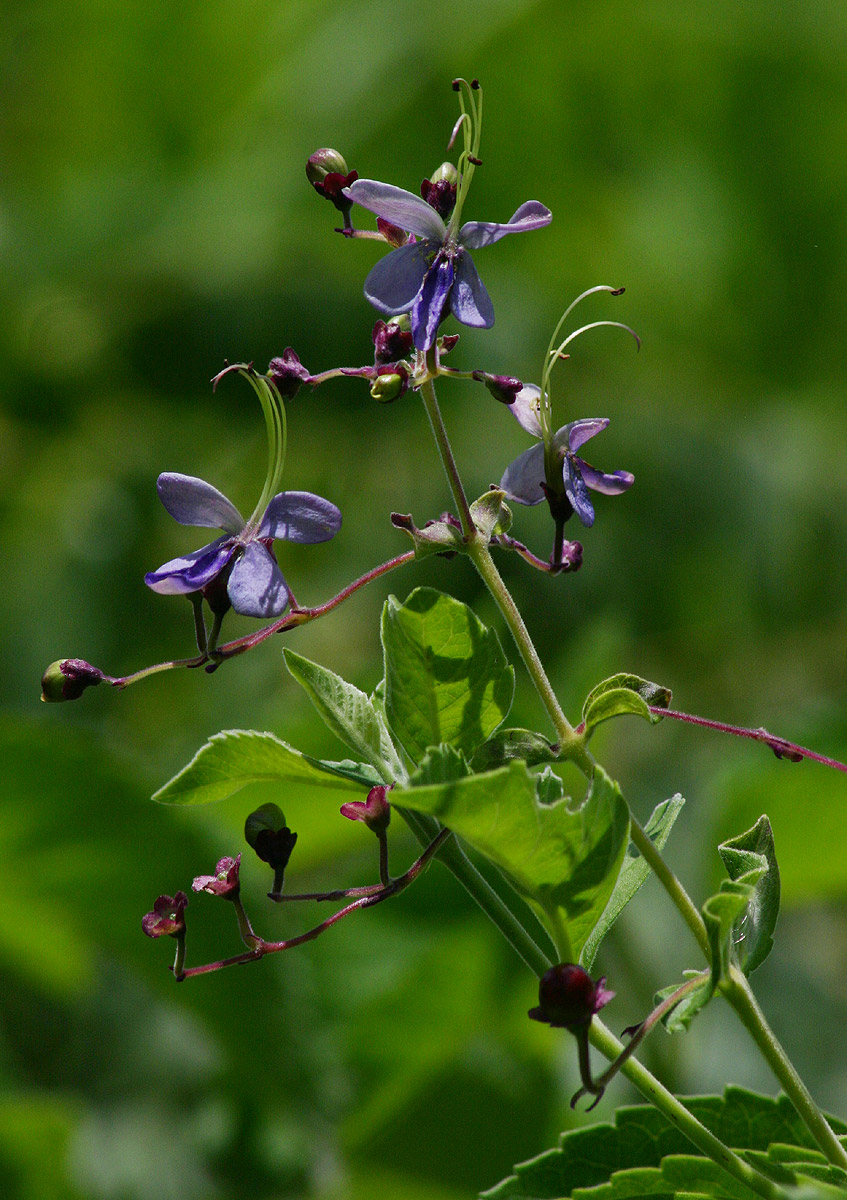 Rotheca myricoides Rotheca myricoides