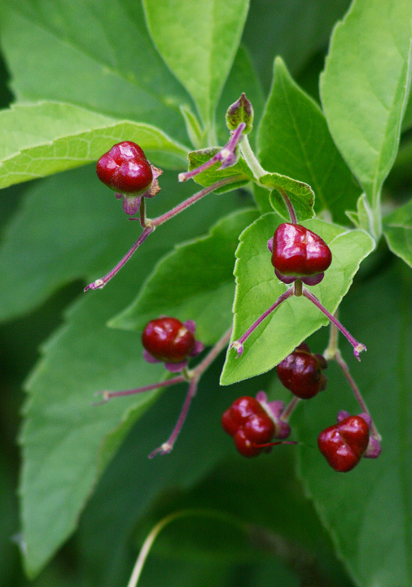 Rotheca myricoides Rotheca myricoides