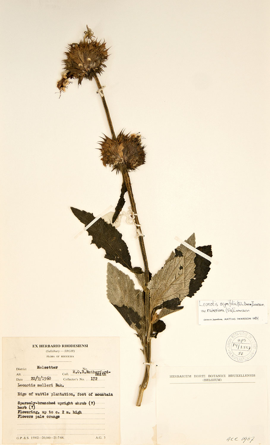 Leonotis ocymifolia var. raineriana Leonotis ocymifolia var. raineriana