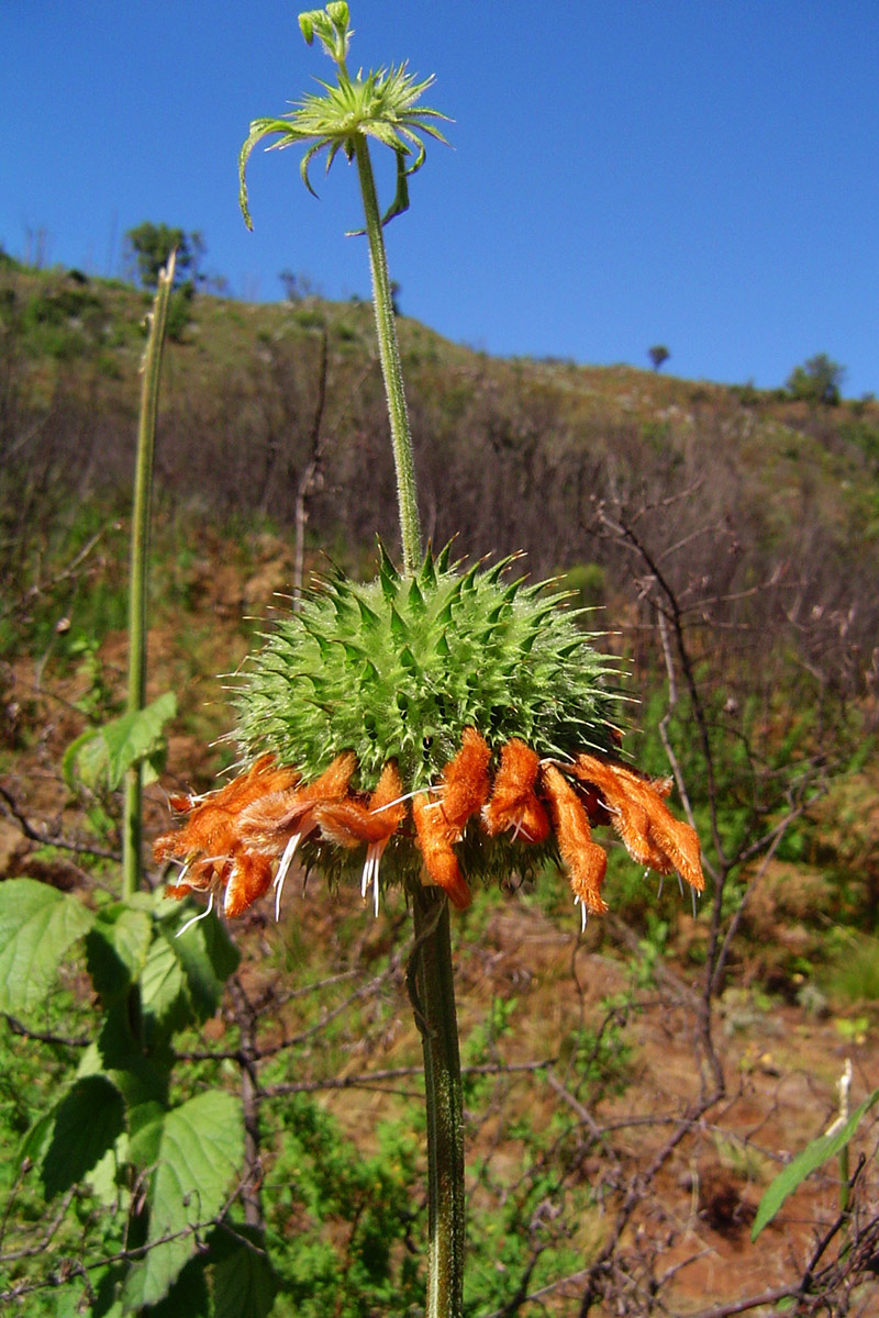 Leonotis ocymifolia var. raineriana Leonotis ocymifolia var. raineriana