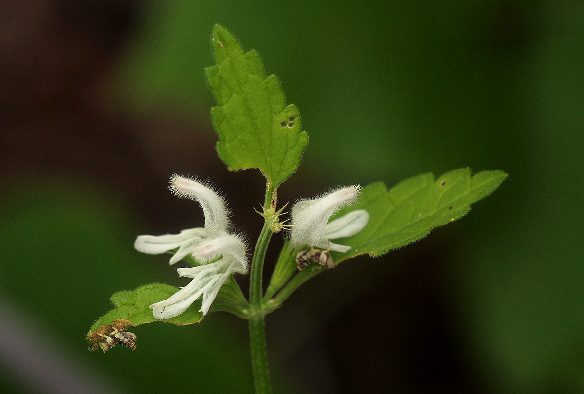 Leucas glabrata Leucas glabrata