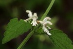 Leucas glabrata