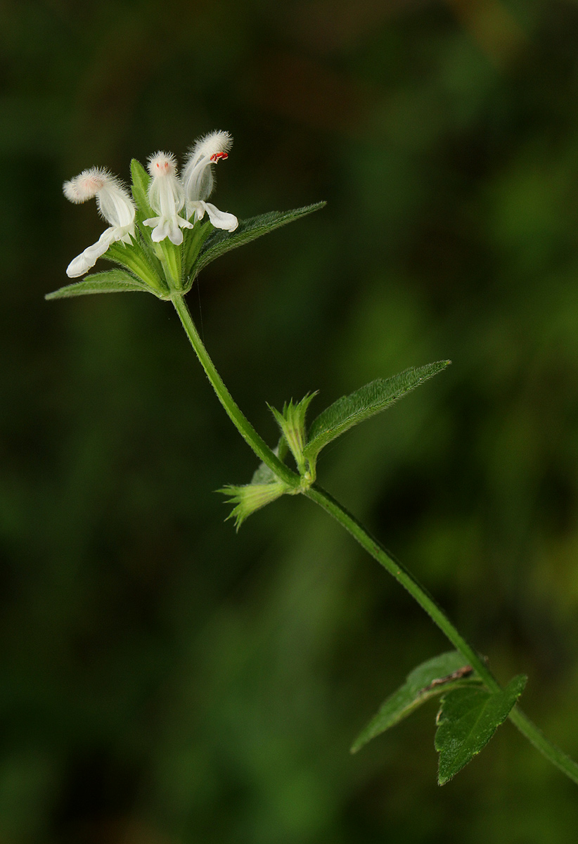Leucas glabrata Leucas glabrata