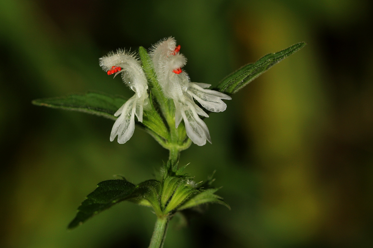 Leucas glabrata Leucas glabrata