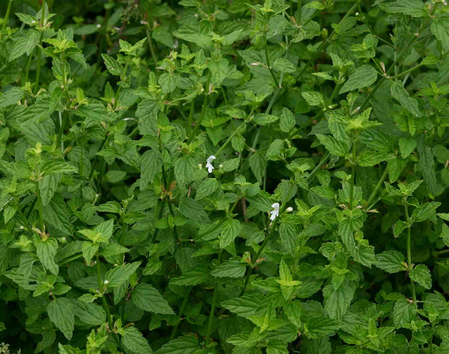 Leucas glabrata Leucas glabrata