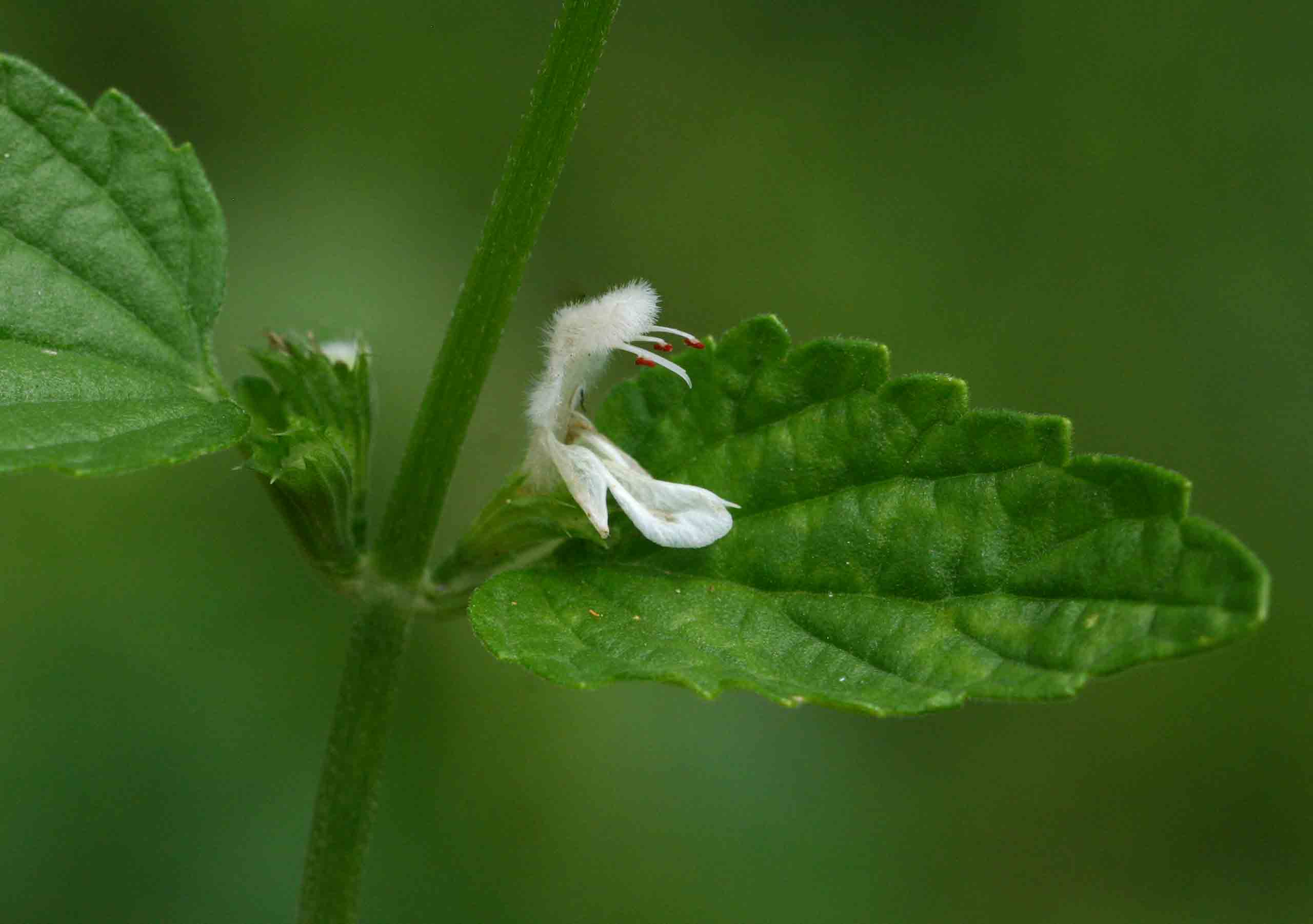 Leucas glabrata Leucas glabrata