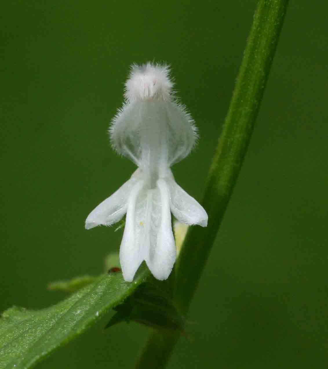 Leucas glabrata Leucas glabrata