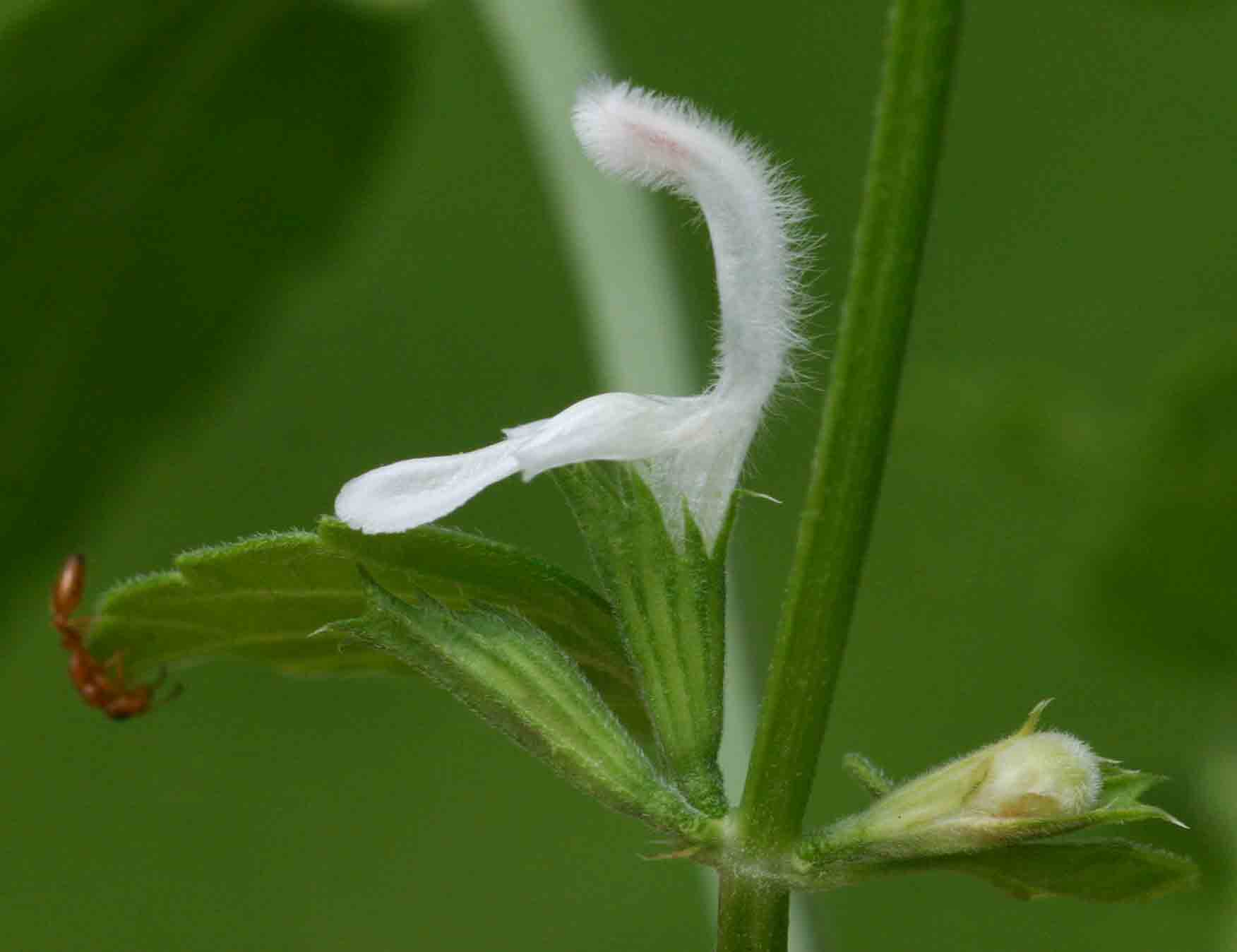 Leucas glabrata Leucas glabrata