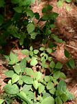 Leucas glabrata