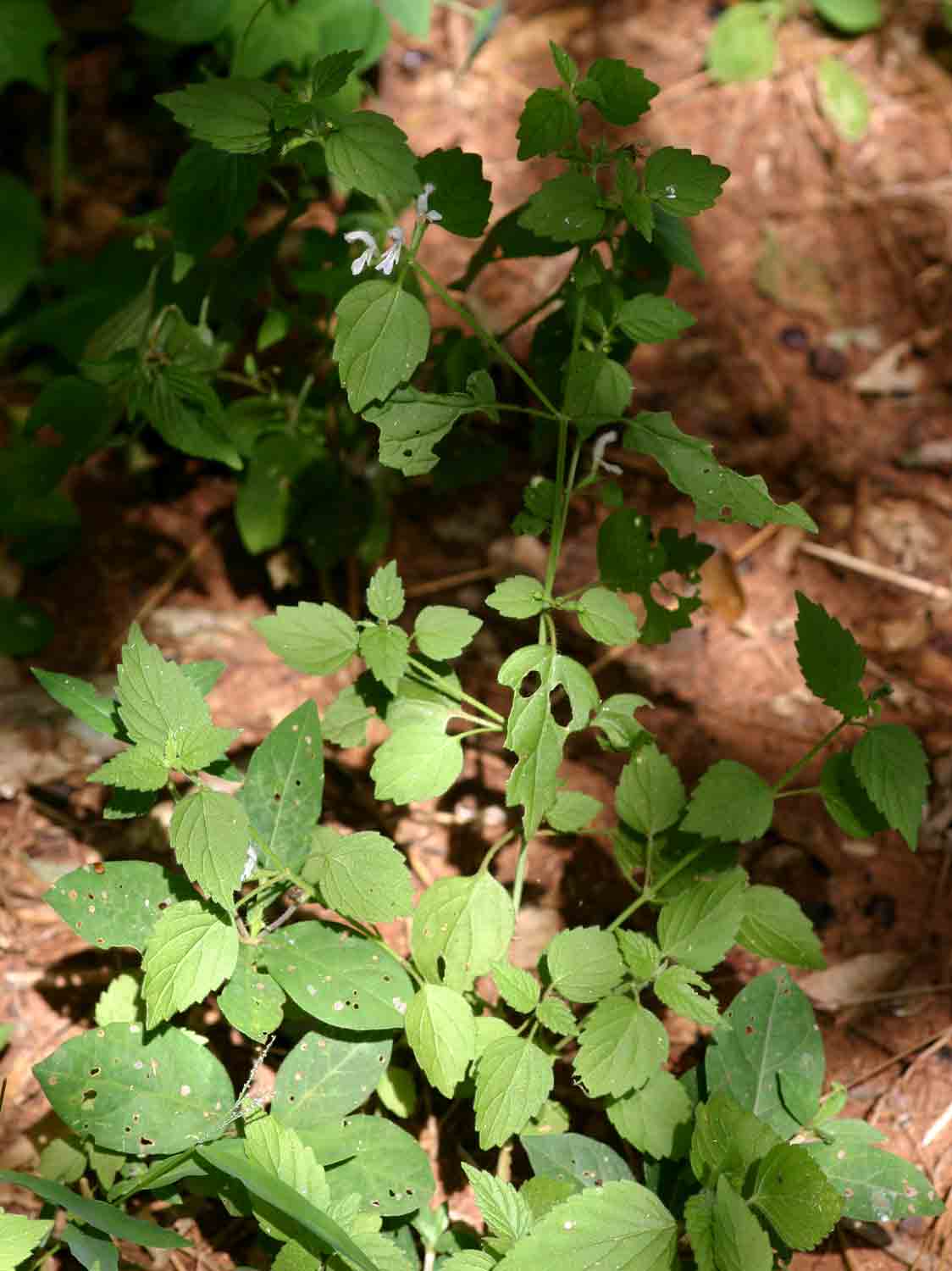 Leucas glabrata Leucas glabrata