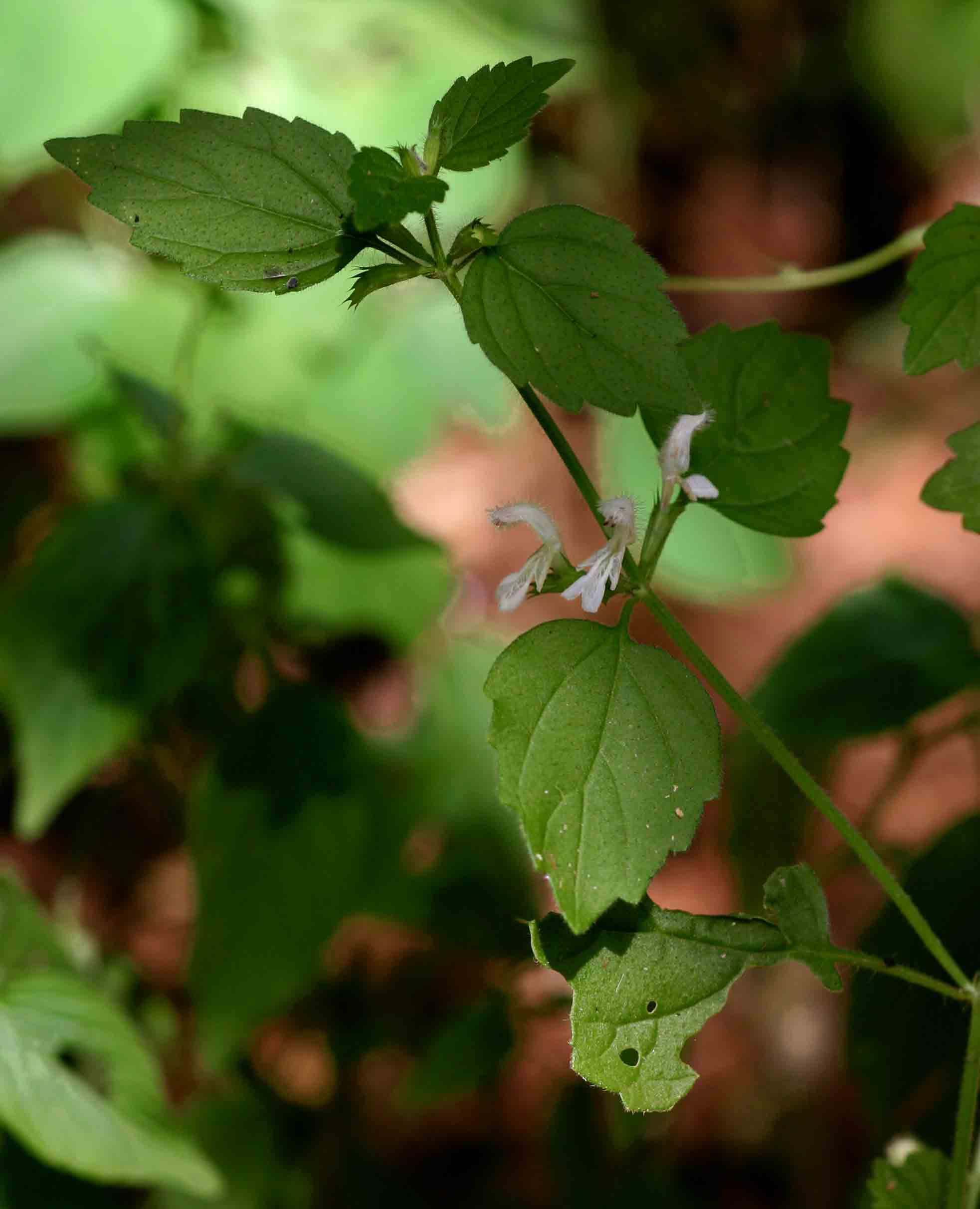 Leucas glabrata Leucas glabrata