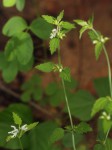 Leucas glabrata
