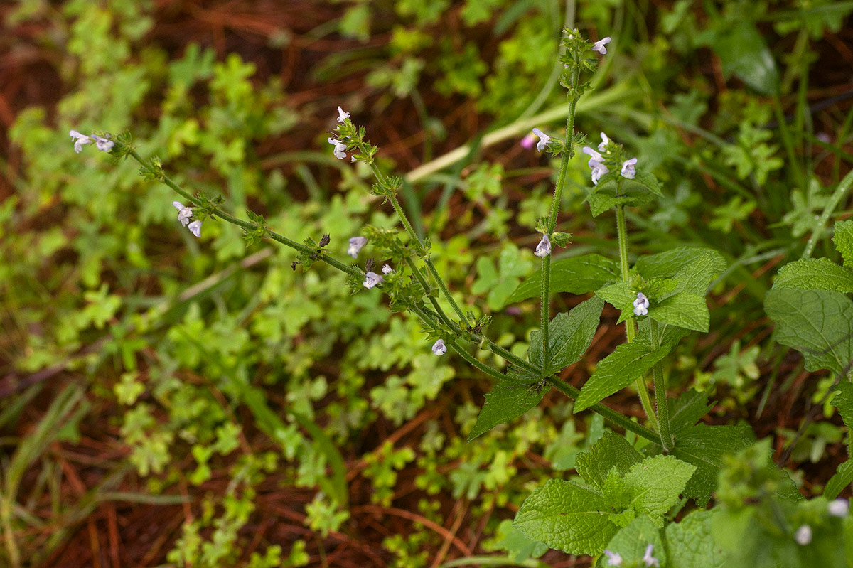 Salvia nilotica